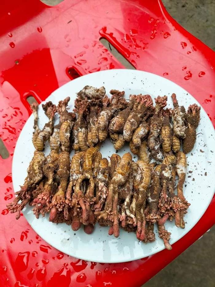 ว่านจักจั่น