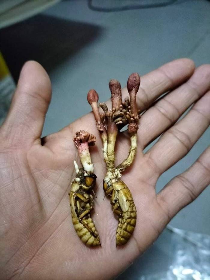 ว่านจักจั่น