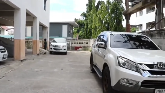 เจ๊หงส์ พิตบูล