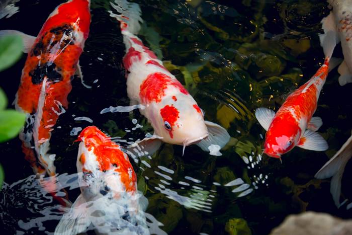 ปลาคาร์ฟ