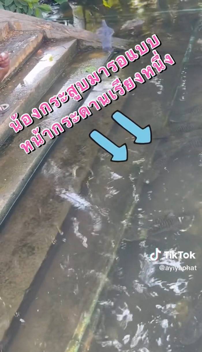 ทำบุญปล่อยปลา