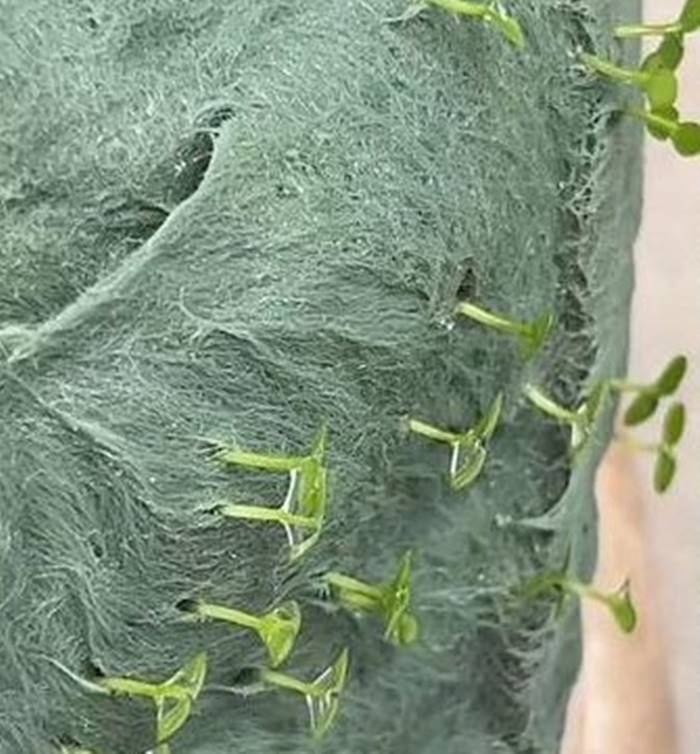 ซักรองเท้า