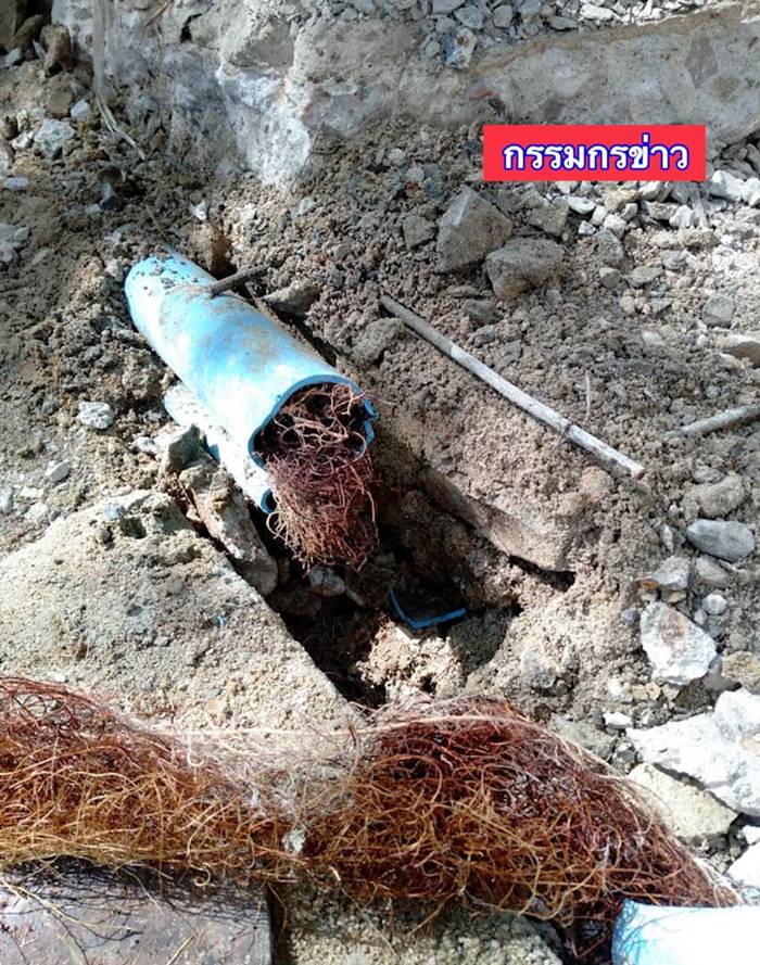 ต้นหูกระจง