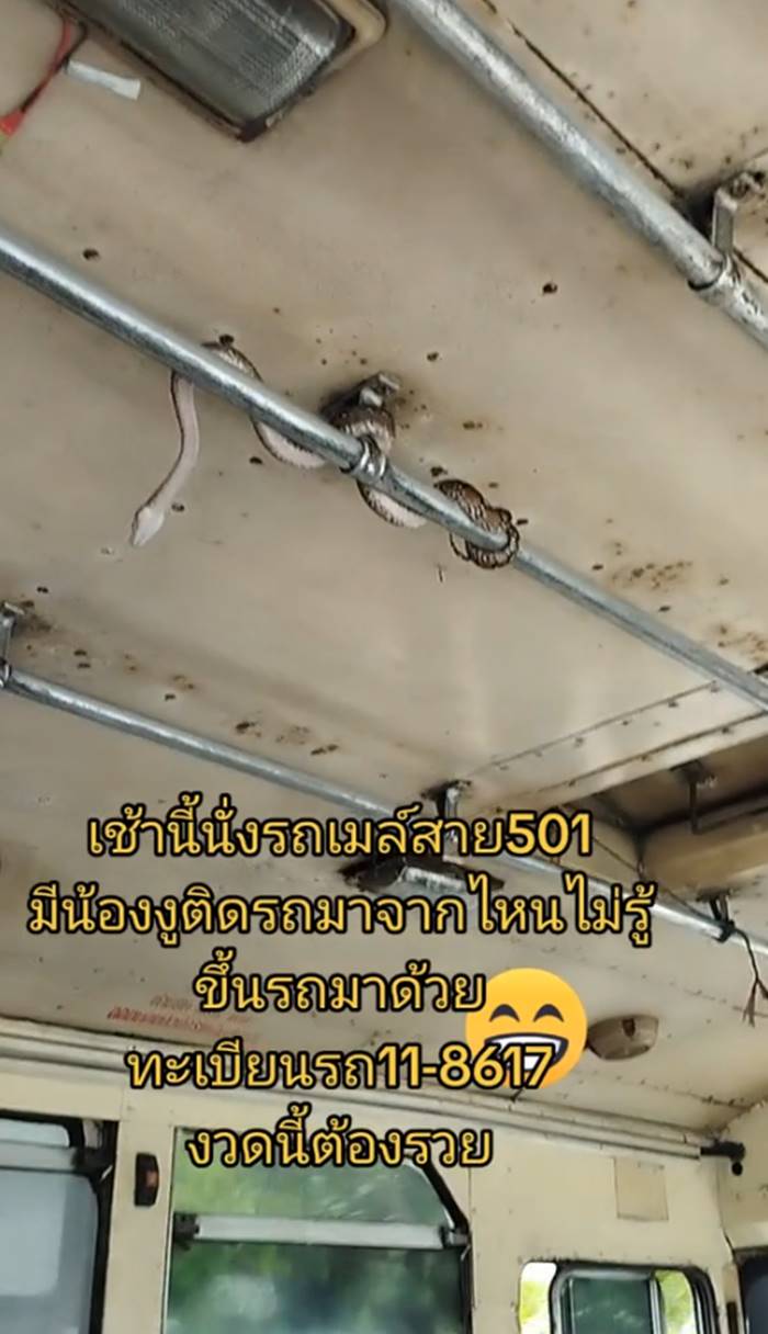 งูขึ้นรถเมล์