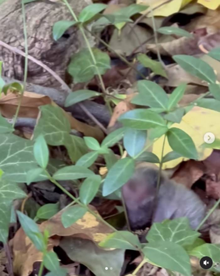 ช่วยเหลือสัตว์