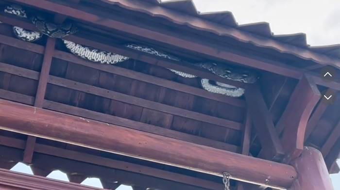 งูเหลือม