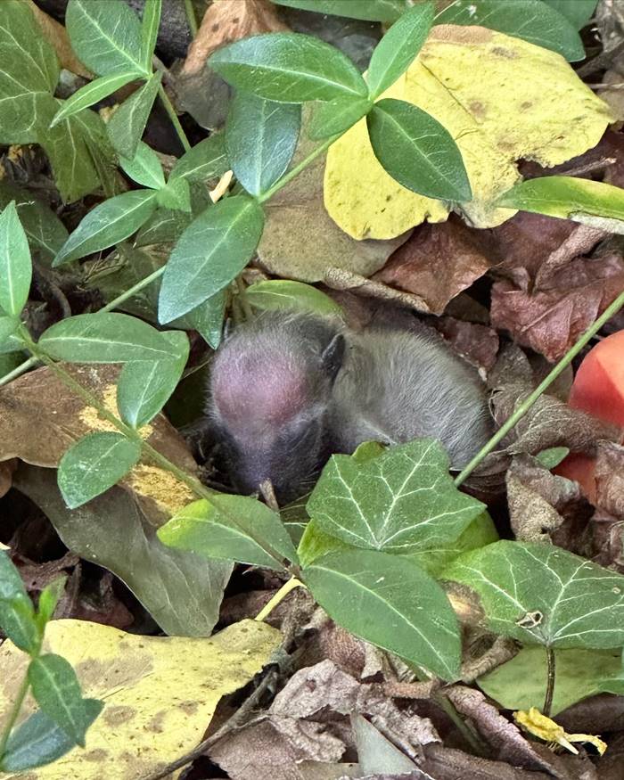 ช่วยเหลือสัตว์