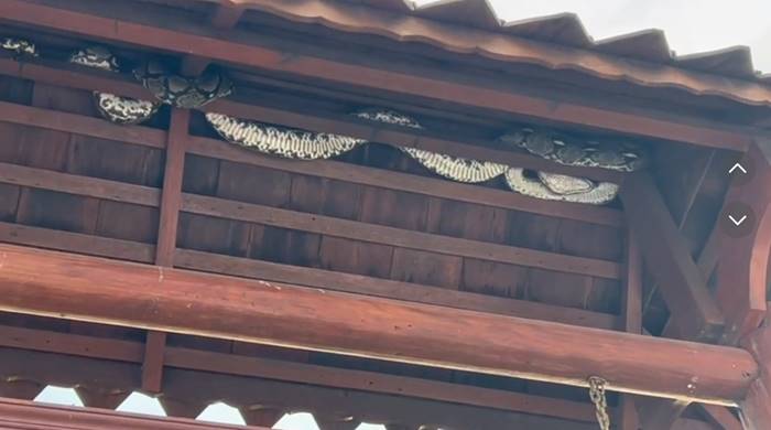 งูเหลือม