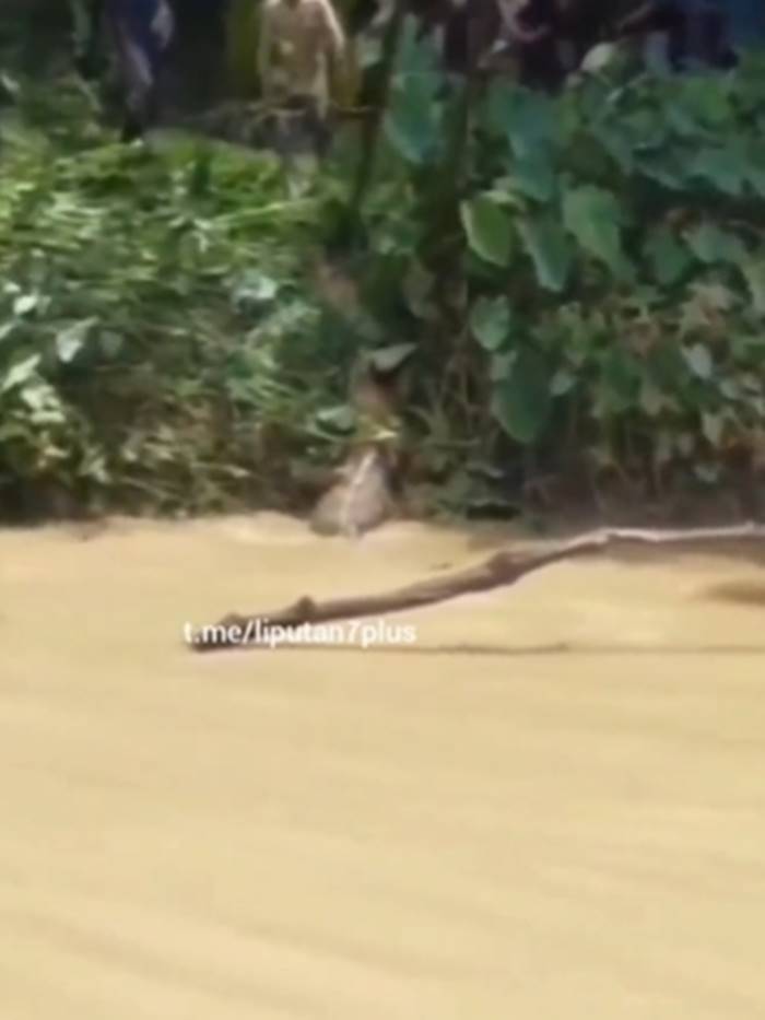 จระเข้กัดคน