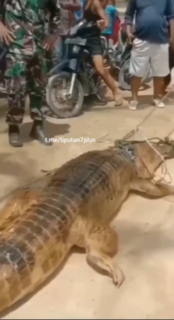 จระเข้กัดคน