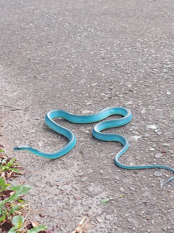 งูหายาก