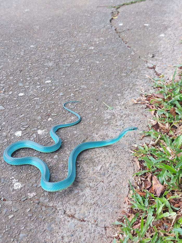 งูหายาก