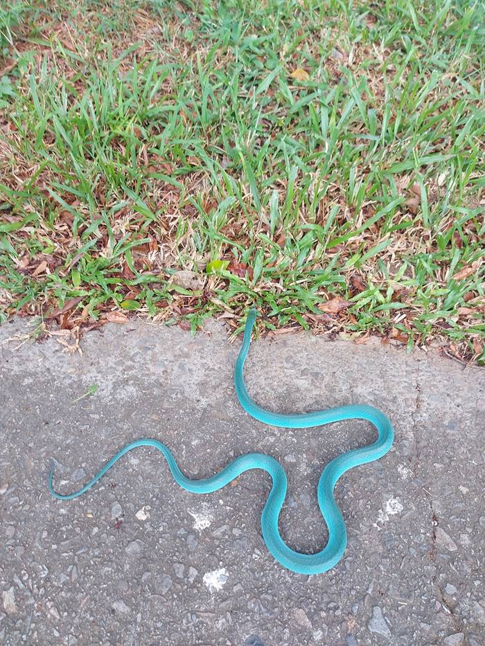 งูหายาก