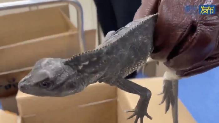 ลักลอบค้าสัตว์