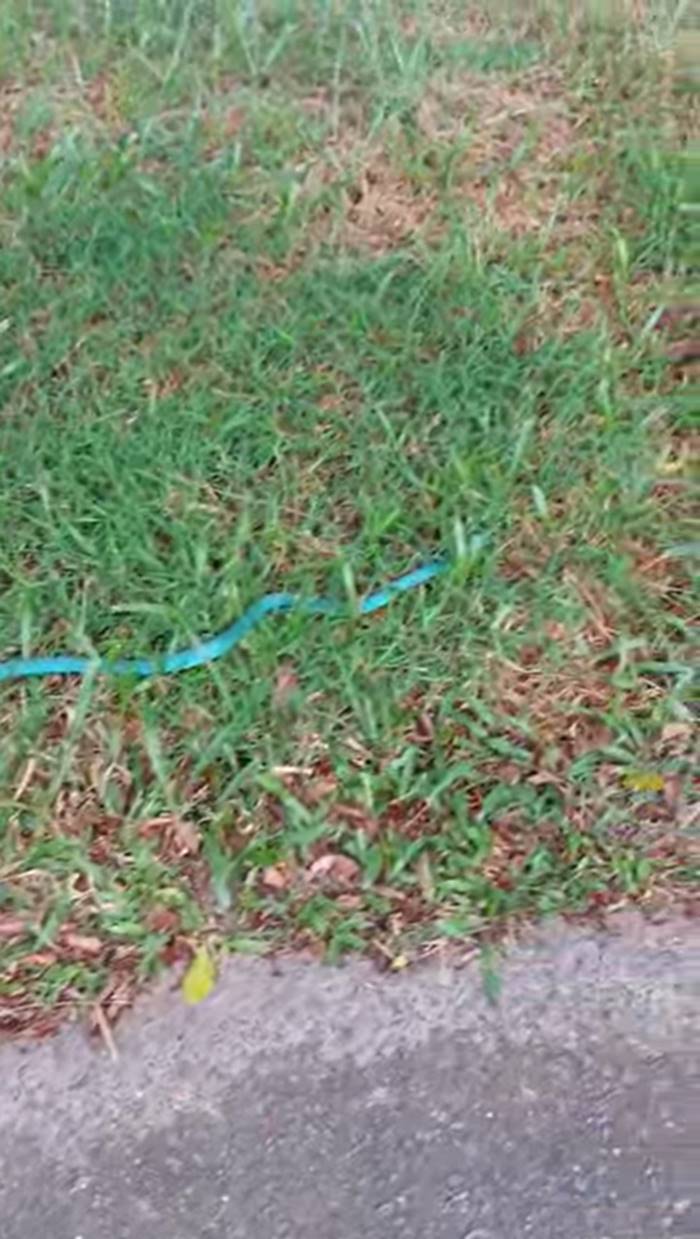 งูหายาก