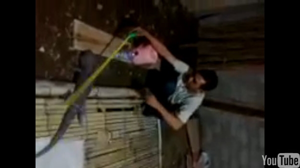 ยอดวิวเป็นแสน คนแห่ดูคลิปตุ๊กแกยักษ์ เจอแบบนี้ไม่วิ่งให้มันรู้ไป