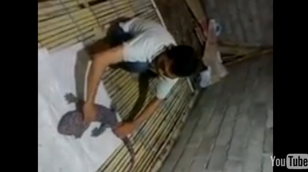 ยอดวิวเป็นแสน คนแห่ดูคลิปตุ๊กแกยักษ์ เจอแบบนี้ไม่วิ่งให้มันรู้ไป