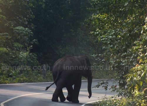ช้างป่าเขาใหญ่ เหยียบรถนักท่องเที่ยวพัง 3 คัน โชคดีไร้คนเจ็บ 