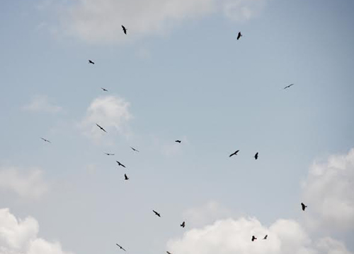 ฝูงเหยี่ยวดำนับหมื่น อพยพหนีหนาว เข้าปราจีนฯ-นครนายก