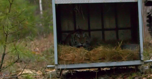 คลิป เมื่อ เสือโคร่งไซบีเรีย ได้กลับบ้าน มาดูวินาทีปล่อยคืนสู่ป่า