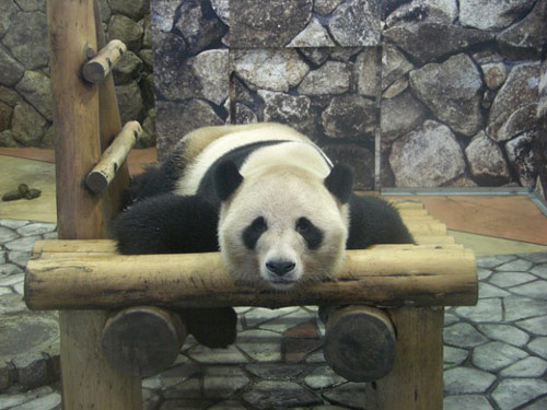 แพนด้าจีนแกล้งท้อง หวังได้กินอาหารที่ดีขึ้น