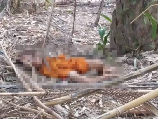 ช้างป่าเหยียบ