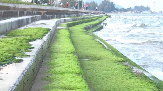 สาหร่ายเขียวมรกต