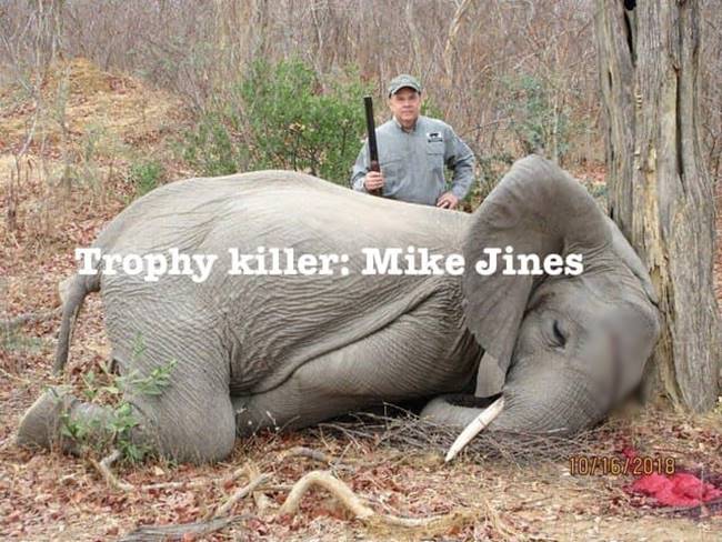 ฆ่าลูกช้าง