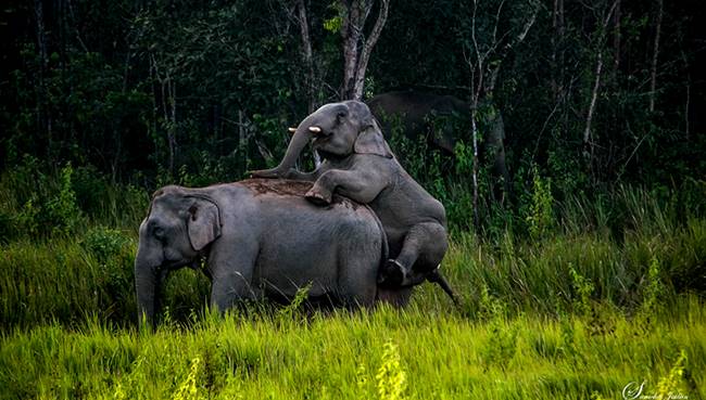 โขลงช้างเขาใหญ่