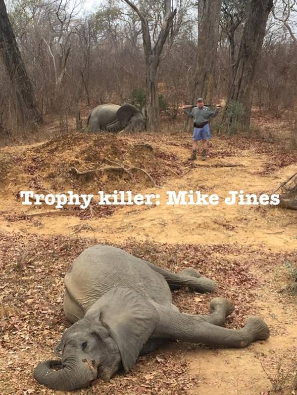 ฆ่าลูกช้าง