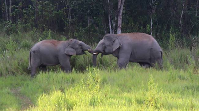 โขลงช้างเขาใหญ่