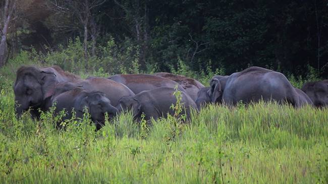 โขลงช้างเขาใหญ่