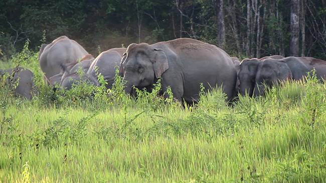 โขลงช้างเขาใหญ่