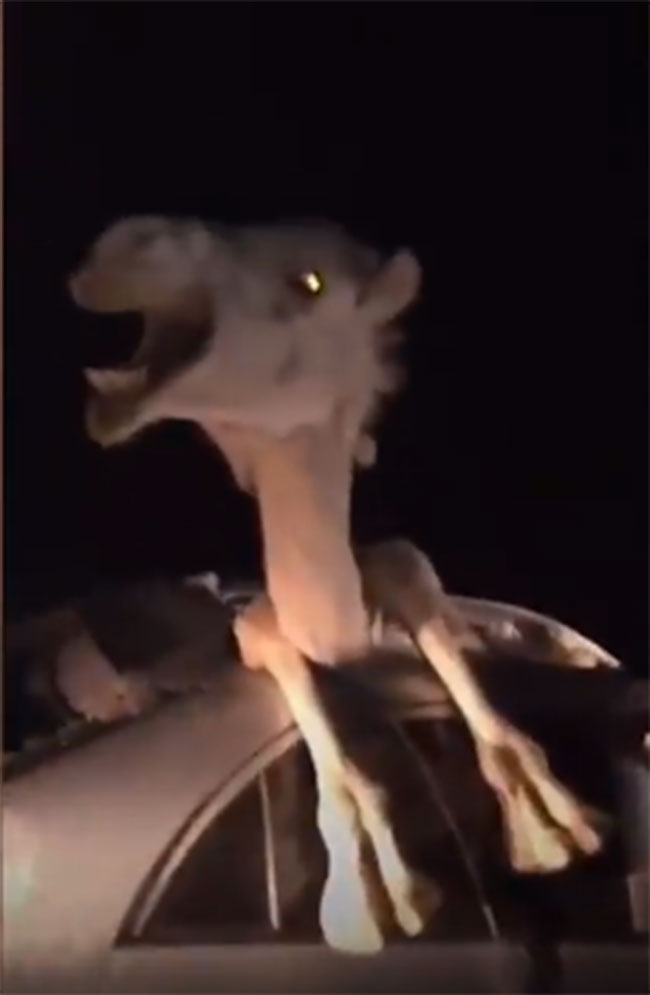 รถยนต์พุ่งชนอูฐ