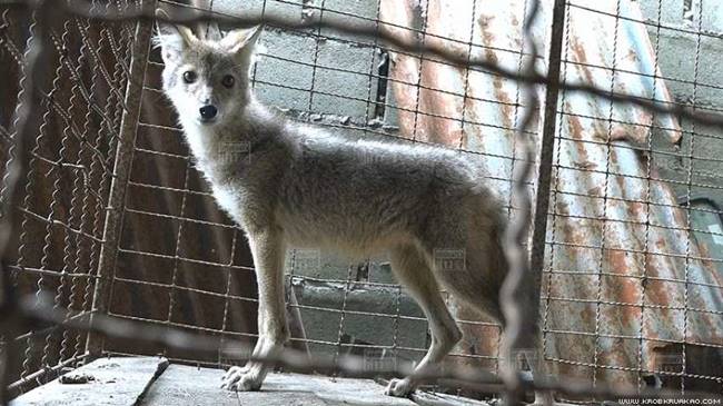 หมาจิ้งจอก