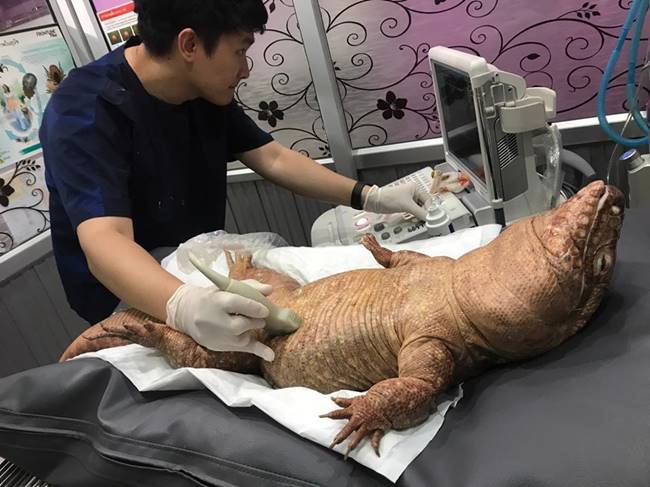 เจ้าโมจิ กิ้งก่าเตกูแดง