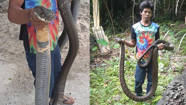 จับงูจงอางยักษ์