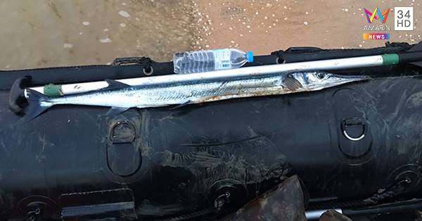 ทหารเรือถูกปลาเต็กเล้งพุ่งแทงคอดับ