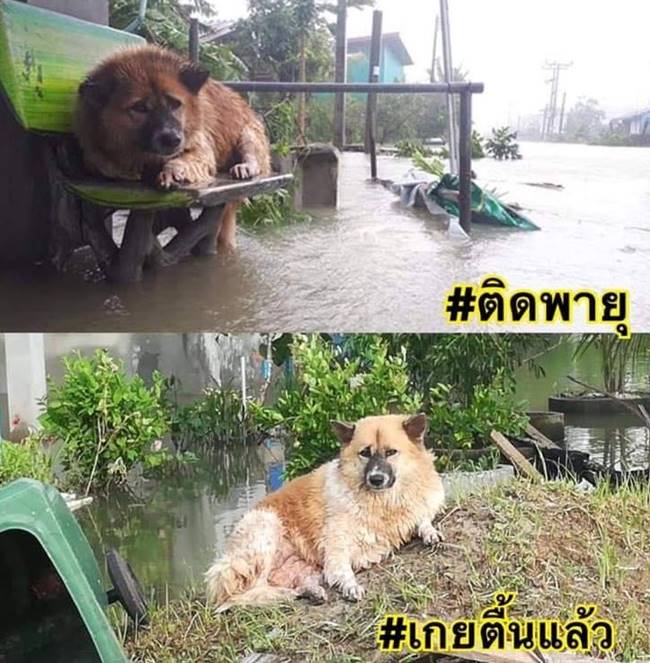 น้องหมาติดพายุปาบึก