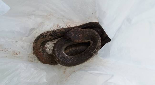 งูเห่ากัด