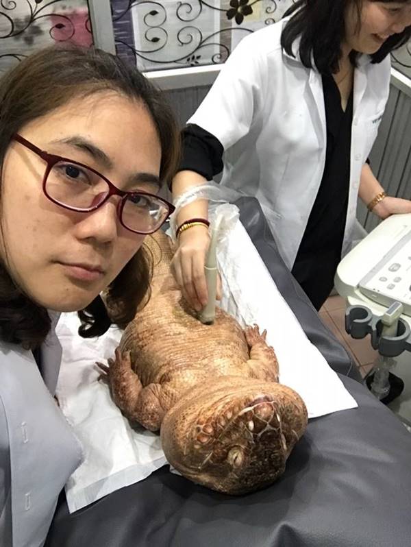 เจ้าโมจิ กิ้งก่าเตกูแดง