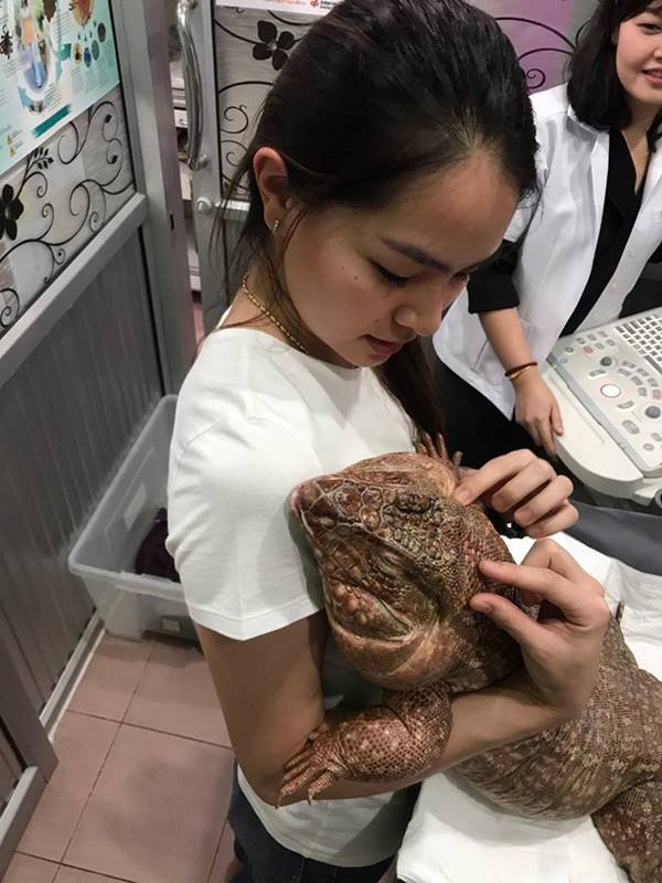 เจ้าโมจิ กิ้งก่าเตกูแดง