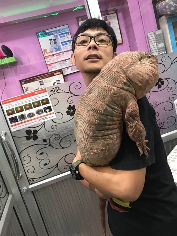 เจ้าโมจิ กิ้งก่าเตกูแดง