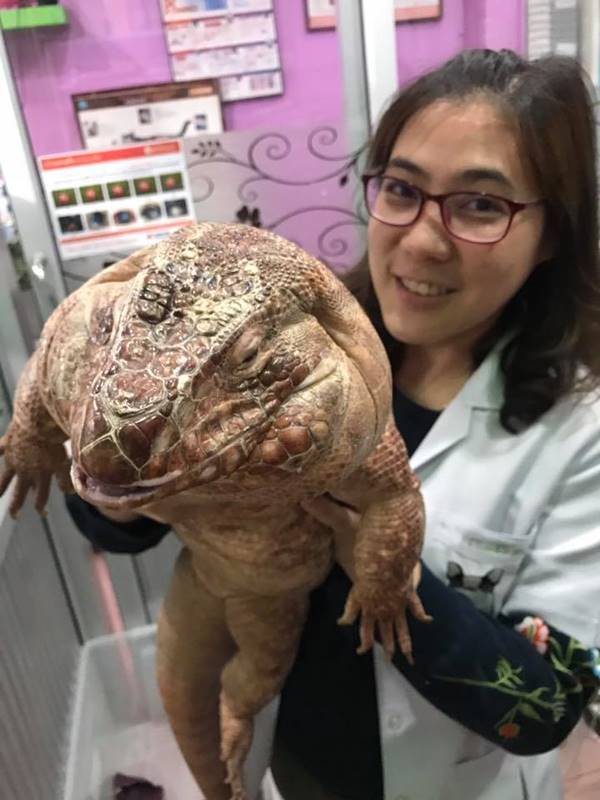 เจ้าโมจิ กิ้งก่าเตกูแดง