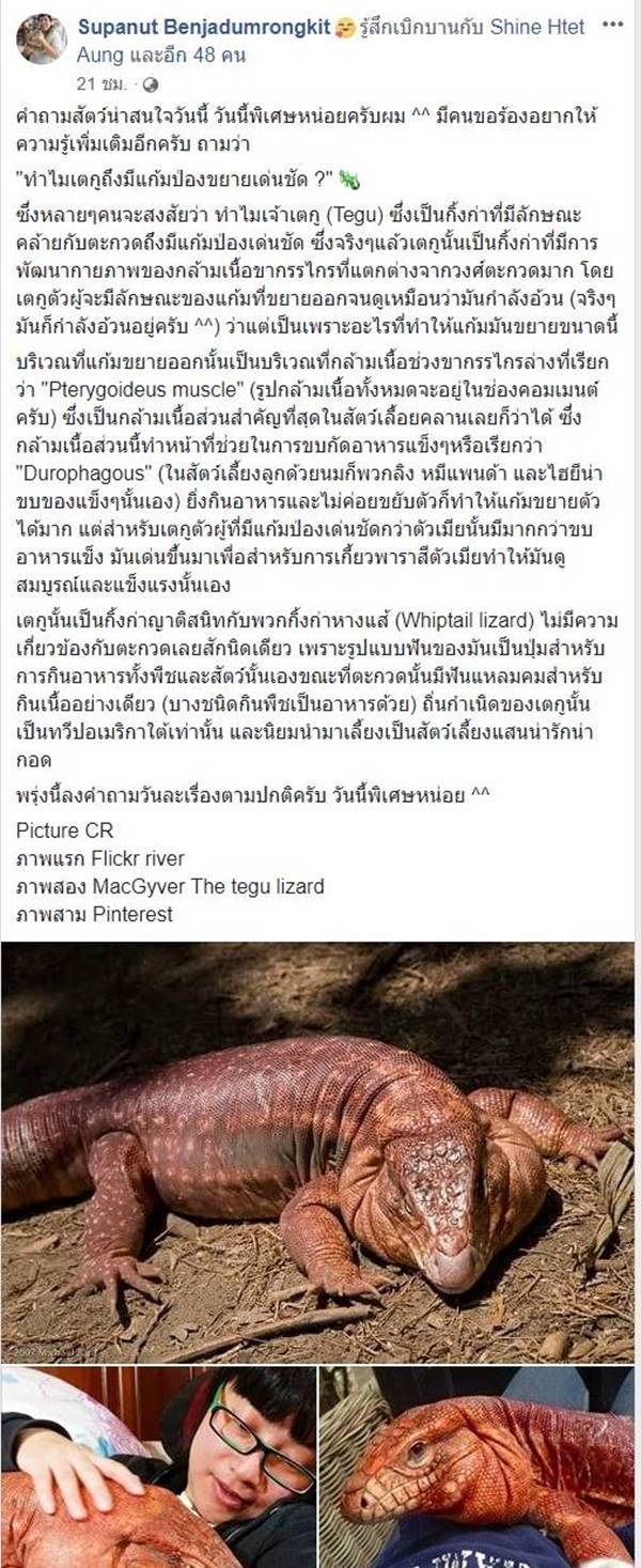 เจ้าโมจิ กิ้งก่าเตกูแดง