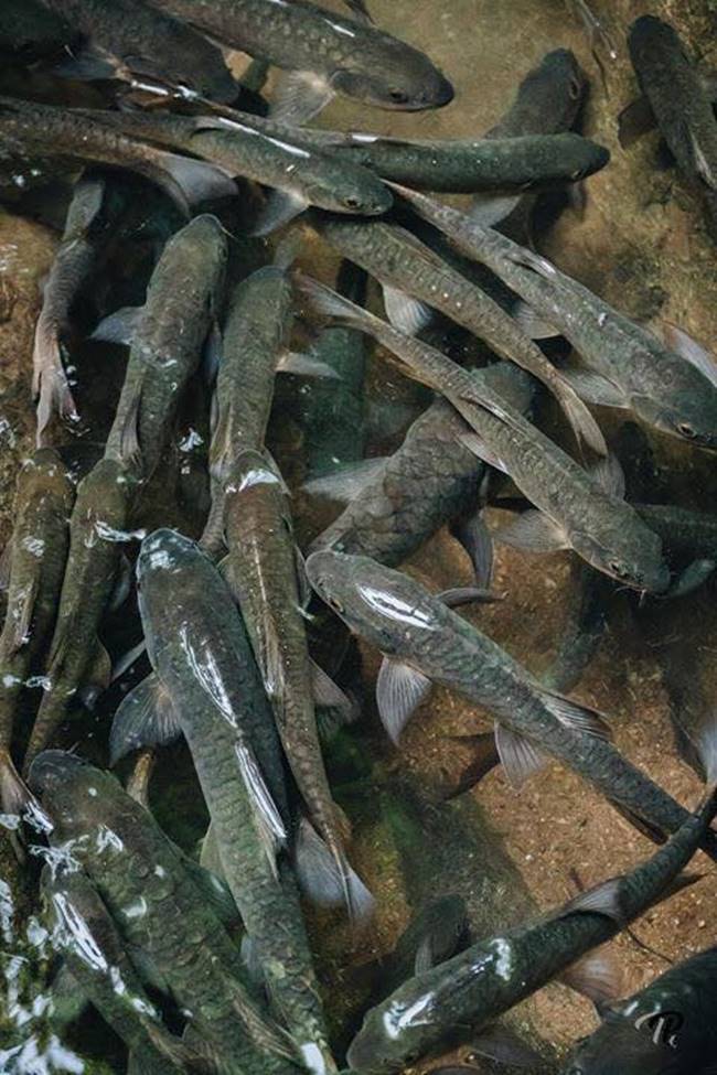  ปลาพลวง น้ำตกพลิ้ว