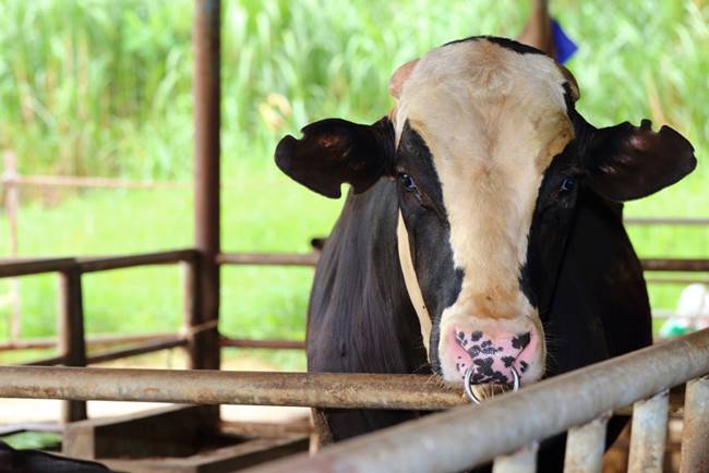 วัวตัวใหญ่ไซซ์บิ๊ก 