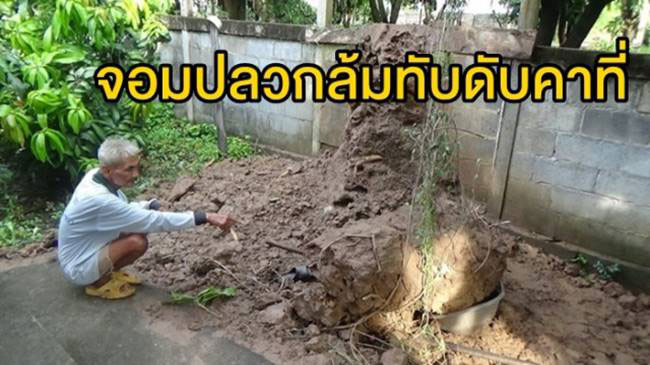 จอมปลวกยักษ์ทับดับคาบ้าน