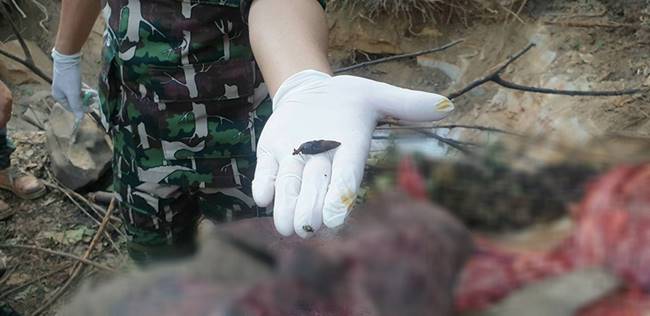 อาก้ายิงช้างป่าพนมดงรัก