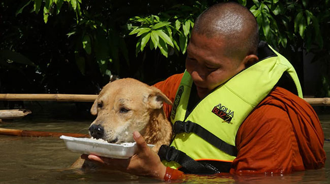 พระช่วยสุนัข